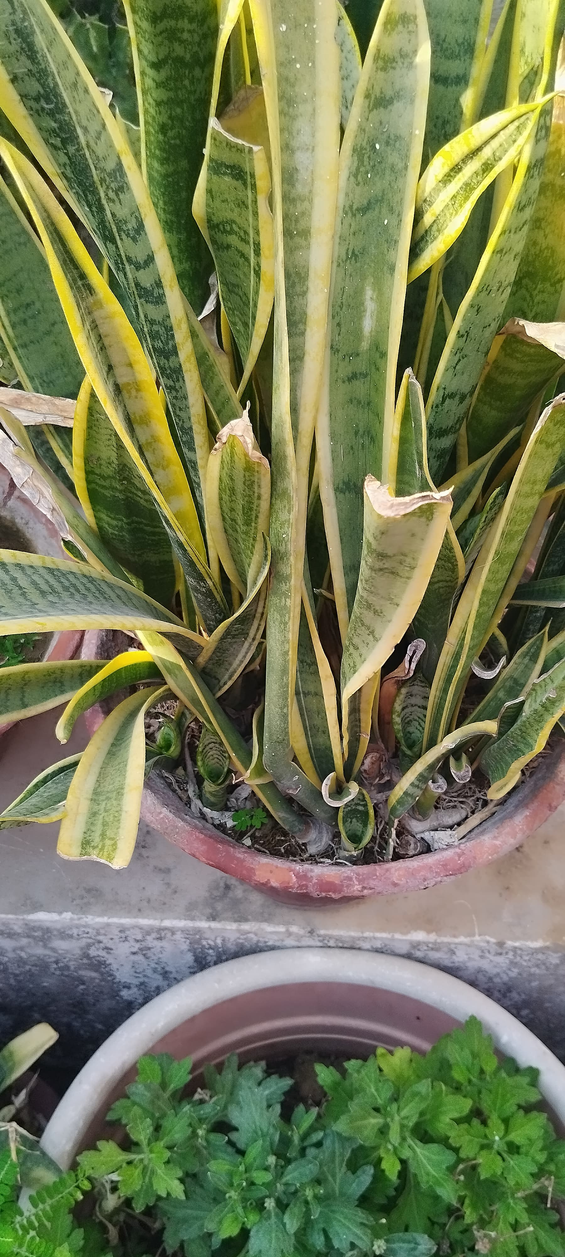 Snake Plant